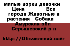 милые иорки девочки › Цена ­ 15 000 - Все города Животные и растения » Собаки   . Амурская обл.,Серышевский р-н